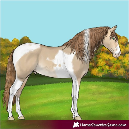 Horse Color:Sable Cream Champagne Dun Tobiano Appaloosa 