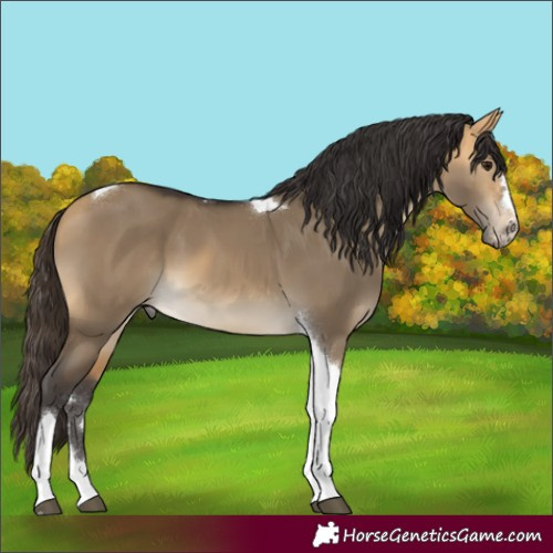 Horse Color:Buckskin Dun Tobiano 