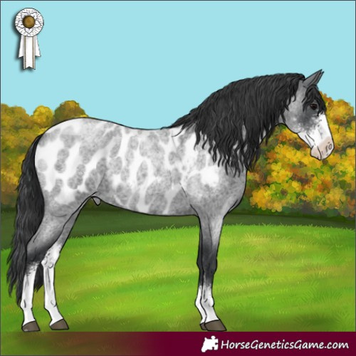 Horse Color:Blue Roan Sabino Appaloosa 