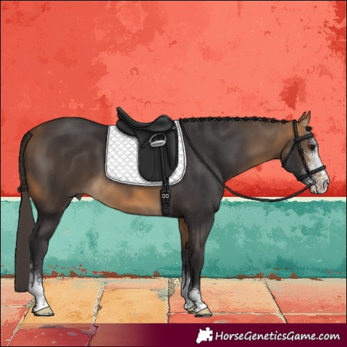 Horse Color:Buckskin Sabino
