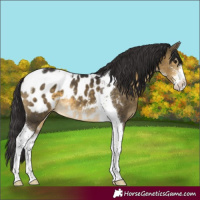 Horse Color:Buckskin Sabino Tobiano Appaloosa 