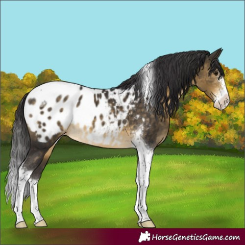 Horse Color:Buckskin Sabino Tobiano Appaloosa 