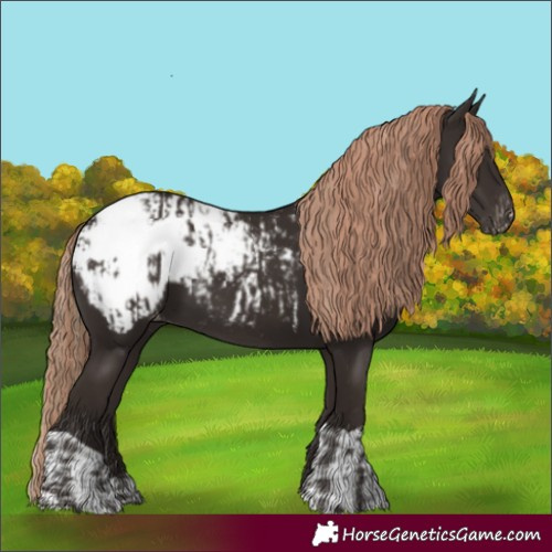 Horse Color:Liver Chestnut Appaloosa  and Liver Chestnut Appaloosa 