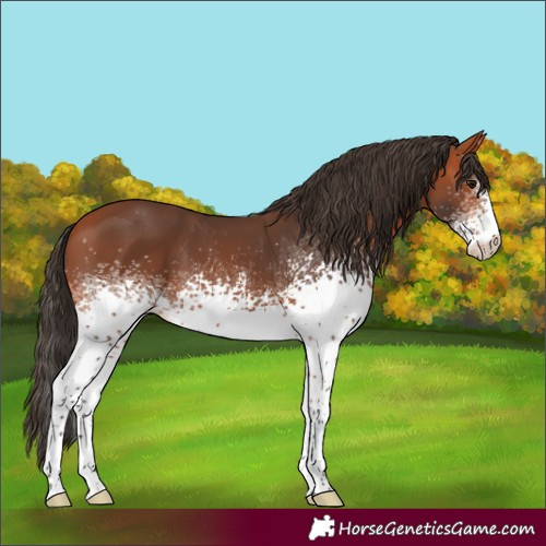 Horse Color:White Spotted Bay Appaloosa 
