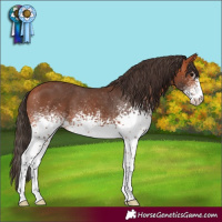Horse Color:White Spotted Bay Appaloosa 