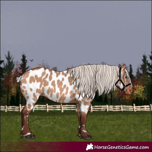 Horse Color:Silver Bay Dun Appaloosa 