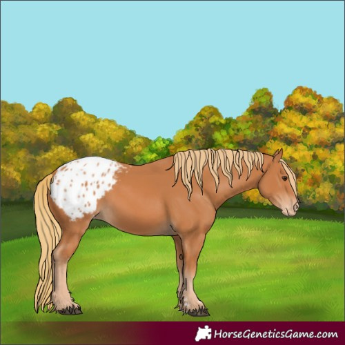 Horse Color:Chestnut Appaloosa 
