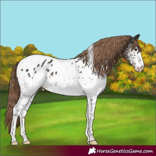Horse Color:White Spotted Liver Chestnut Tobiano Appaloosa