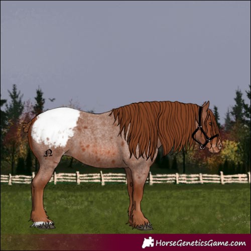 Horse Color:Unknown 