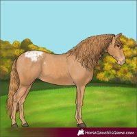 Horse Color:Chestnut Appaloosa 