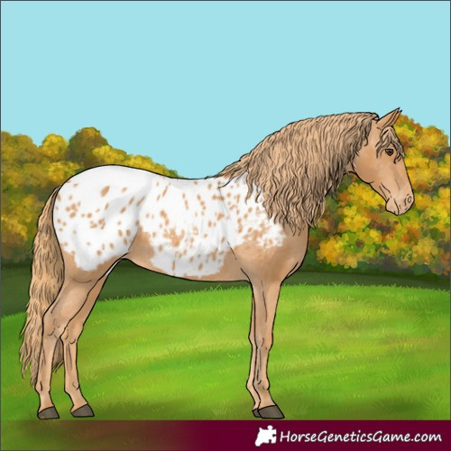 Horse Color:Chestnut Appaloosa 