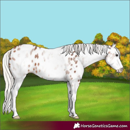 Horse Color:White Spotted Silver Bay Splash Near Leopard 