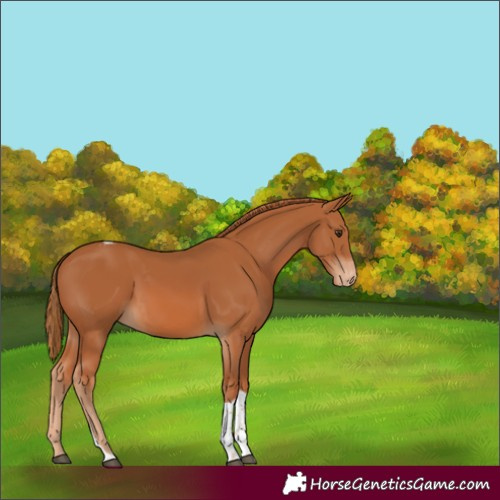 Horse Color:Chestnut Tobiano Appaloosa