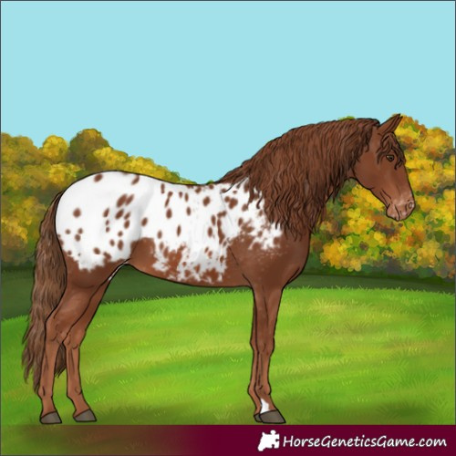 Horse Color:Chestnut Appaloosa