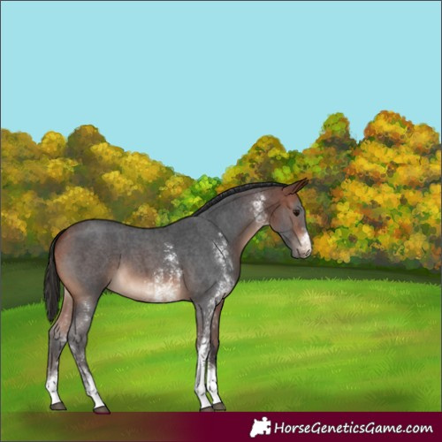 Horse Color:Bay Sabino 