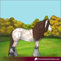 Horse Color:Bay Dun Sabino Appaloosa