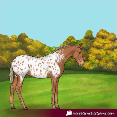 Horse Color:Chestnut Appaloosa