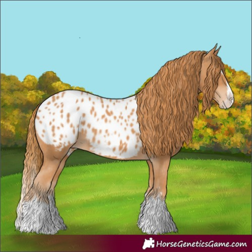 Horse Color:Chestnut Splash Appaloosa