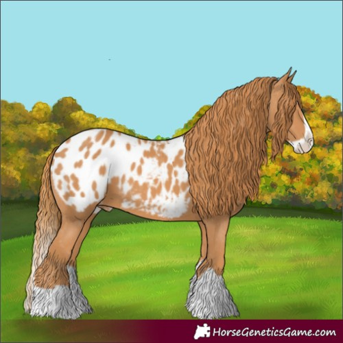 Horse Color:Chestnut Splash Appaloosa 