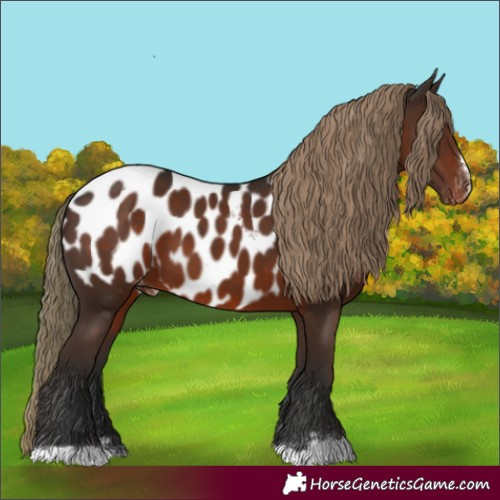 Horse Color:Liver Chestnut Appaloosa 