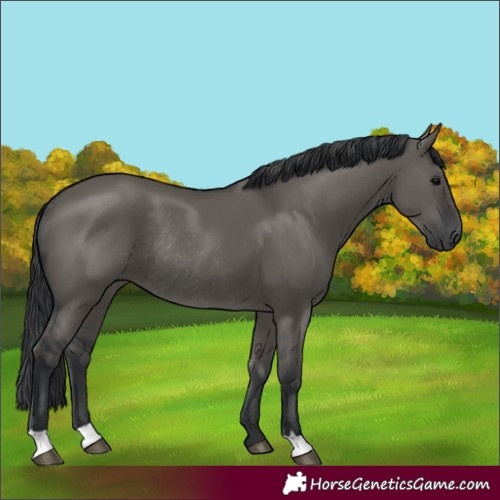 Horse Color:Grullo Rabicano 