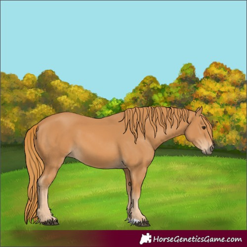 Horse Color:Chestnut 