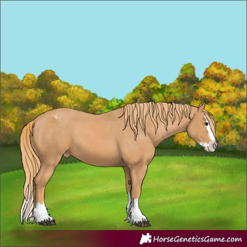 Horse Color:Chestnut Splash Appaloosa 
