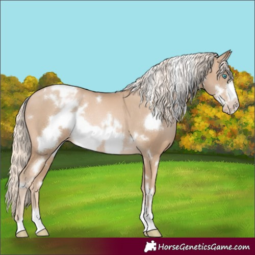 Horse Color:White Spotted Chocolate Palomino Pearl Frame Appaloosa Rabicano 