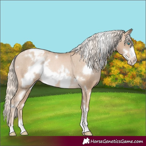 Horse Color:White Spotted Chocolate Palomino Pearl Frame Appaloosa Rabicano 