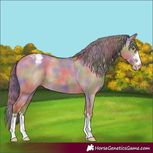 Horse Color:Nacre Classic Cream Champagne Dun Appaloosa 