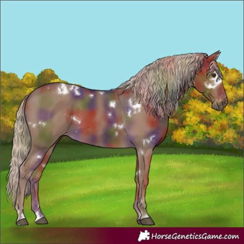 Horse Color:Gray White Spotted Chocolate Palomino Appaloosa 
