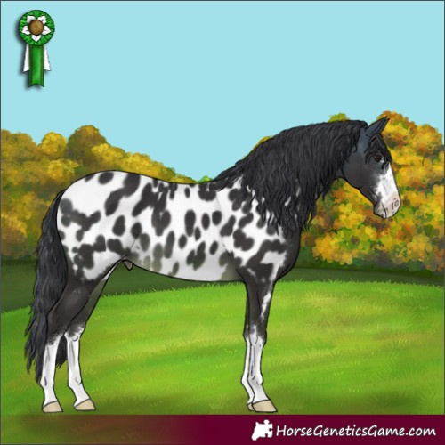 Horse Color:Buckskin Appaloosa 