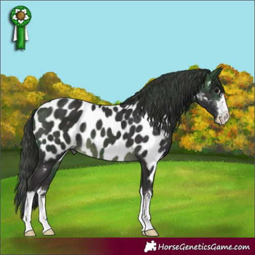 Horse Color:Buckskin Appaloosa 
