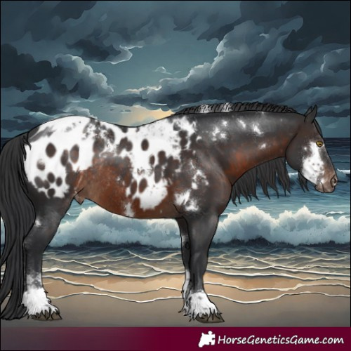Horse Color:White Spotted Brown Tobiano Appaloosa Rabicano