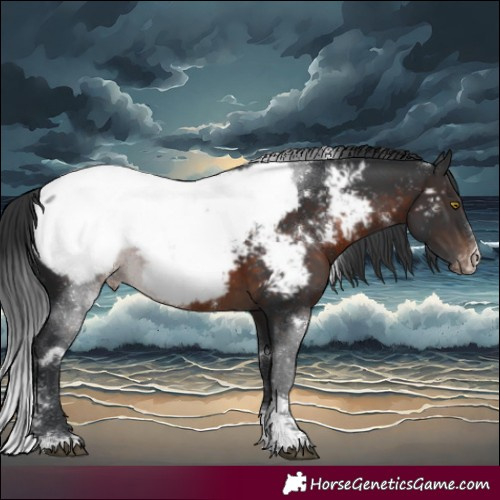 Horse Color:White Spotted Brown Sabino Appaloosa Rabicano 