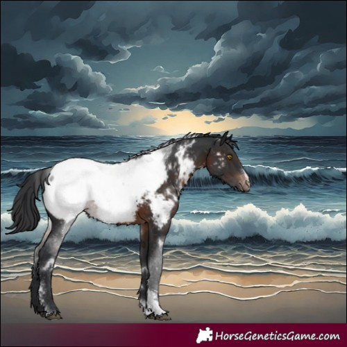 Horse Color:White Spotted Brown Sabino Appaloosa Rabicano 