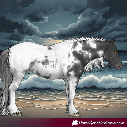Horse Color:White Spotted Black Tobiano Appaloosa Rabicano