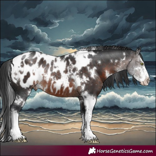 Horse Color:White Spotted Brown Sabino Appaloosa Rabicano