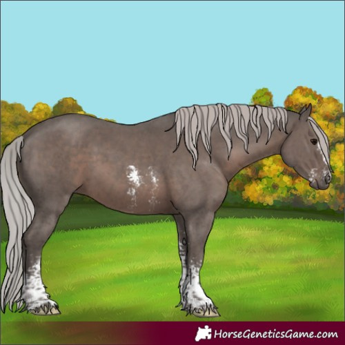 Horse Color:Silver Black Mushroom Sabino 