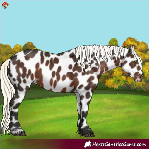 Horse Color:Liver Chestnut Mushroom Appaloosa 