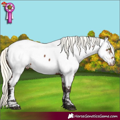Horse Color:Liver Chestnut Mushroom Appaloosa 