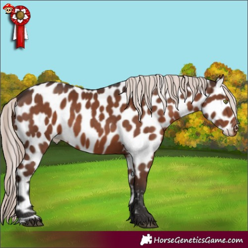 Horse Color:Liver Chestnut Mushroom Appaloosa 