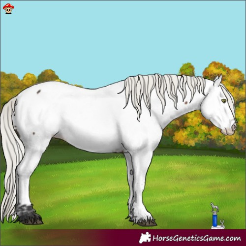 Horse Color:Liver Chestnut Mushroom Appaloosa