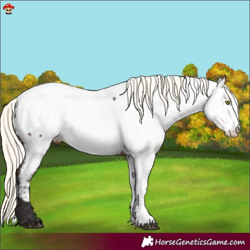 Horse Color:Liver Chestnut Mushroom Fewspot 
