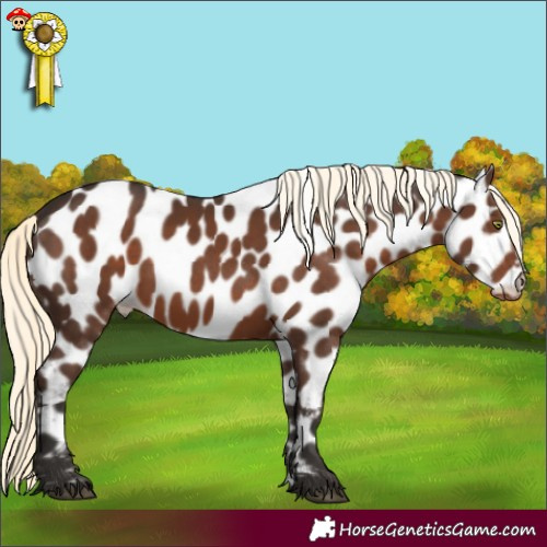 Horse Color:Liver Chestnut Mushroom Leopard 