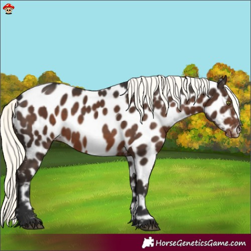 Horse Color:Liver Chestnut Mushroom Appaloosa 