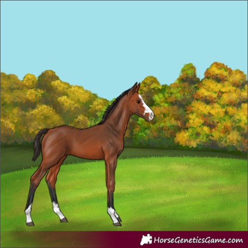 Horse Color:Bay 