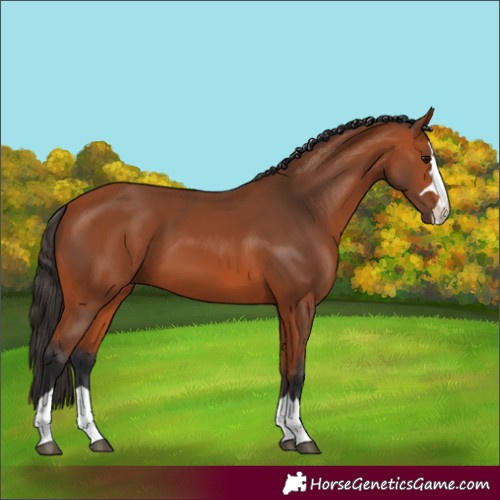 Horse Color:Bay 