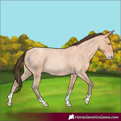 Horse Color:Amber Champagne Roan Rabicano 
