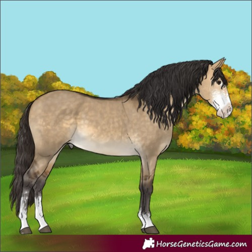 Horse Color:Buckskin Dun Sabino 